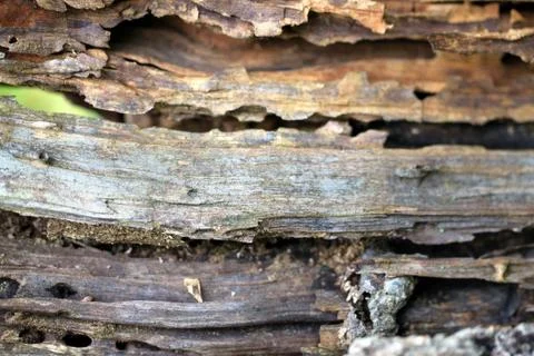 The texture of old wood Stock Photos