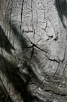 Texture of old wood Stock Photos