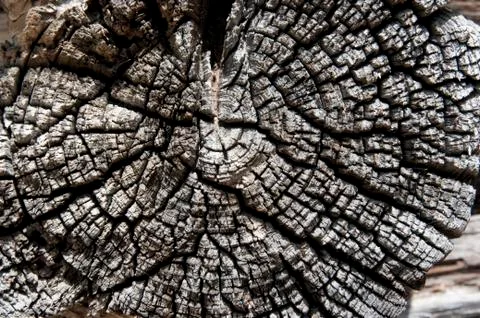 Texture of old wood Stock Photos