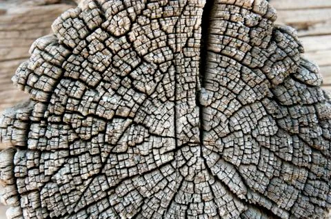 Texture of old wood Stock Photos