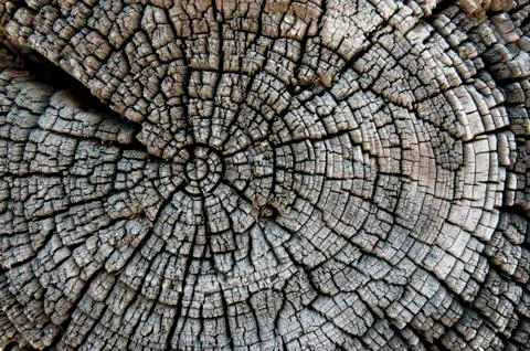 Texture of old wood Stock Photos