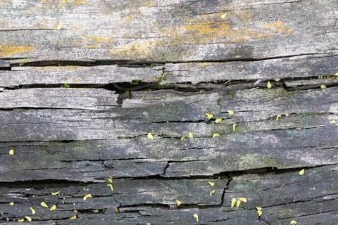 The texture of old wood. 스톡 사진