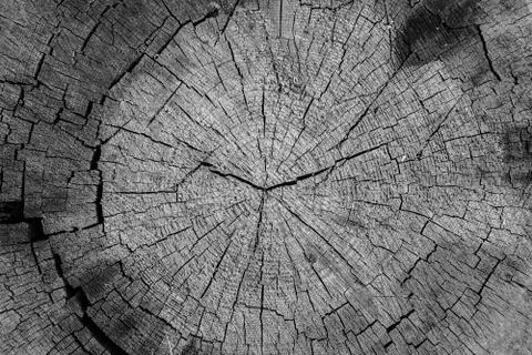 Texture of old wood visible rings and cracks background Foto stock