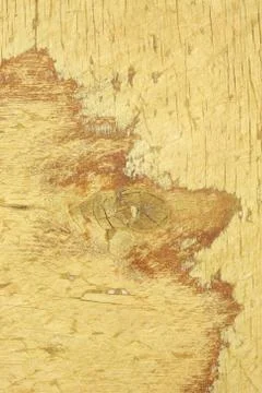 Texture to Old Wooden Surface Stock Photos