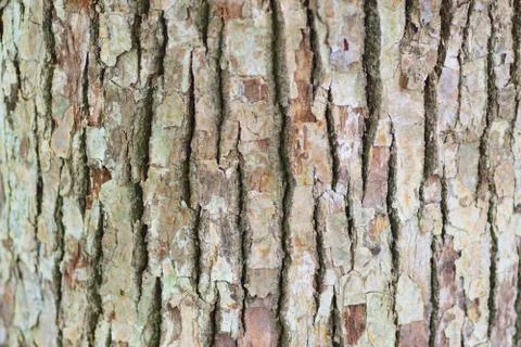 Texture of old wooden tree trunk in horizontal frame Stock Photos