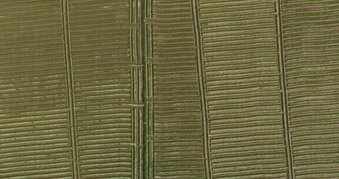 Texture of onion farm captured with drone, top view Stock Footage 329680518