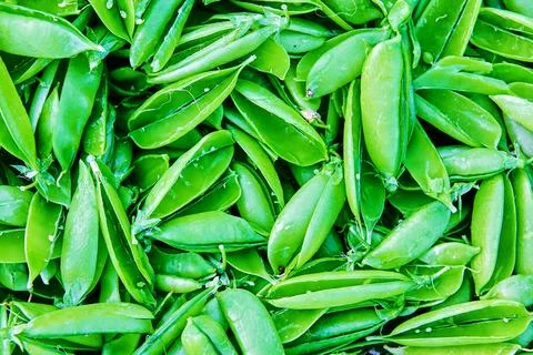 Texture of open empty green garden pea pods. 库存照片