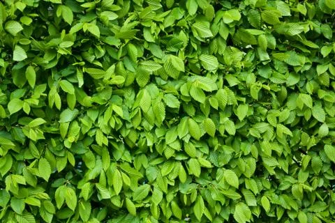 Texture or background of leaves Stock Photos