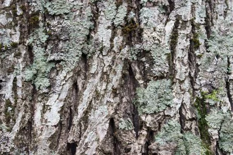 Texture or background of tree bark Stock Photos