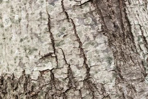Texture or background of tree bark Stock Photos