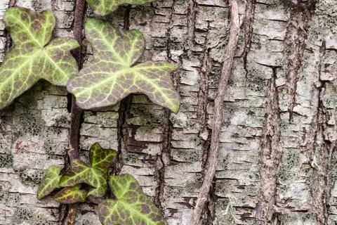 Texture or background of tree bark Stock Photos