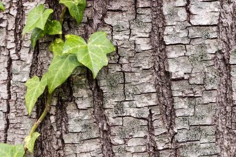 Texture or background of tree bark Stock Photos