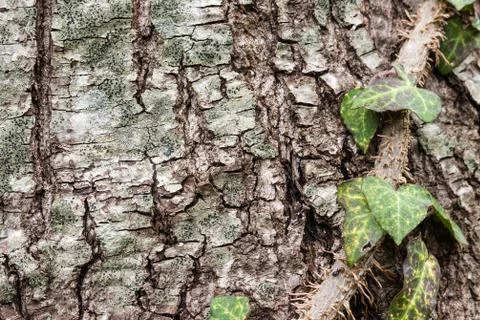 Texture or background of tree bark Stock Photos