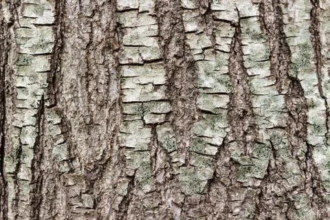 Texture or background of tree bark Stock-Fotos