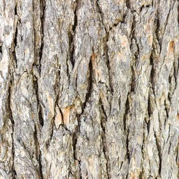 Texture or background of tree bark Stock Photos