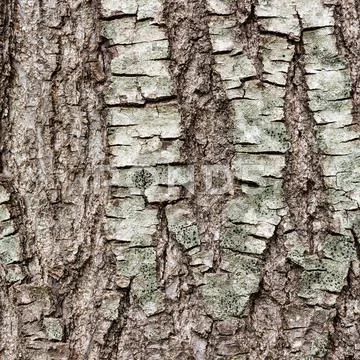 Texture or background of tree bark Stock Photos