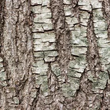 Texture or background of tree bark Stock Photos