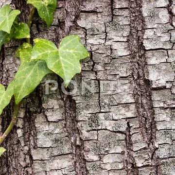 Texture or background of tree bark Stock Photos
