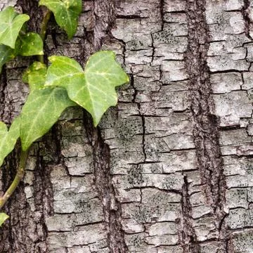 Texture or background of tree bark Stock Photos