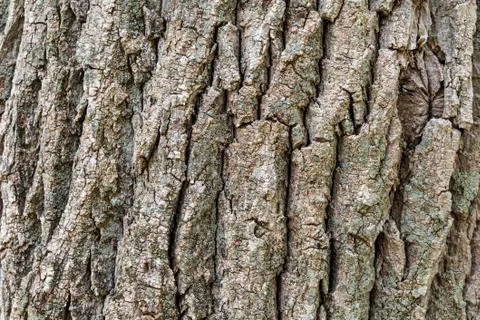 Texture or background of tree bark Stock Photos