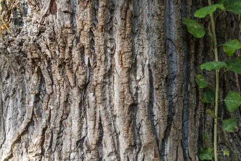 Texture or background of tree bark Stock Photos