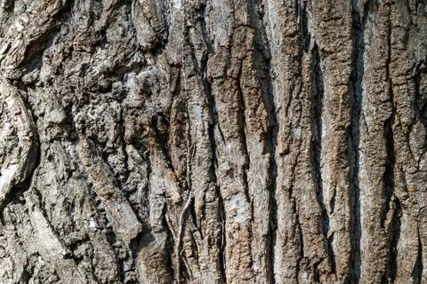 Texture or background of tree bark Stock Photos