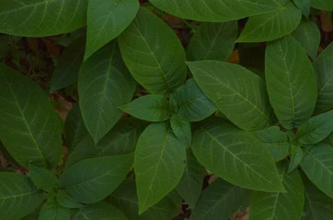 Texture or pattern formed from the top of plants growing evenly on the ground Foto stock