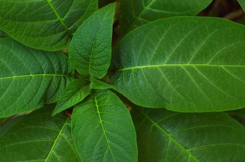 Texture or pattern formed from the top of plants growing evenly on the ground Stock Photos
