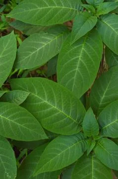 Texture or pattern formed from the top of plants growing evenly on the ground Foto stock