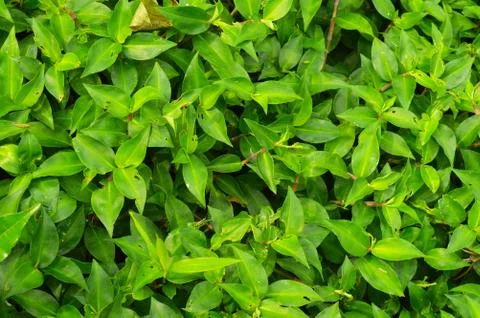 Texture or pattern formed from the top of plants growing evenly on the ground 写真素材