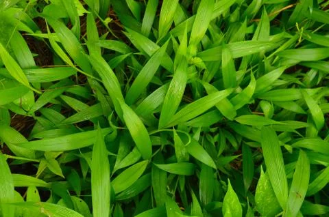 Texture or pattern formed from the top of plants growing evenly on the ground Stock Photos