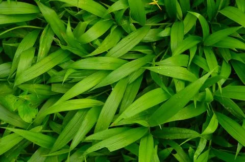 Texture or pattern formed from the top of plants growing evenly on the ground Stock Photos