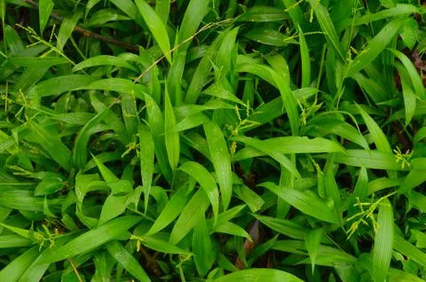 Texture or pattern formed from the top of plants growing evenly on the ground Stock Photos