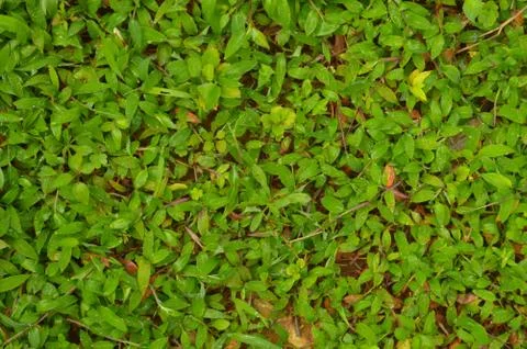 Texture or pattern formed from the top of plants growing evenly on the ground Foto stock