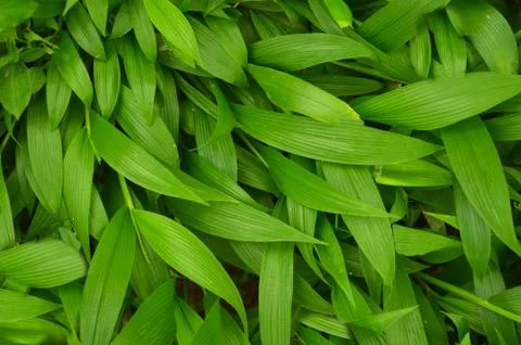 Texture or pattern formed from the top of plants growing evenly on the ground Foto stock