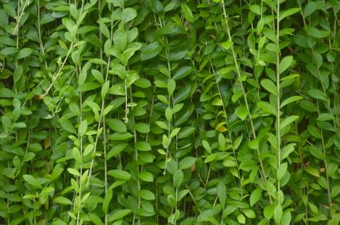 Texture or pattern formed from the top of plants growing evenly on the ground 스톡 사진