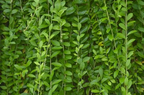 Texture or pattern formed from the top of plants growing evenly on the ground Foto stock