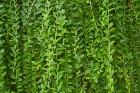Texture or pattern formed from the top of plants growing evenly on the ground Stock Photos