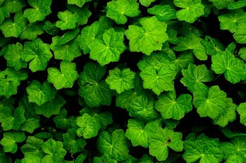 Texture or pattern formed from the top of plants growing evenly on the ground Stock Photos