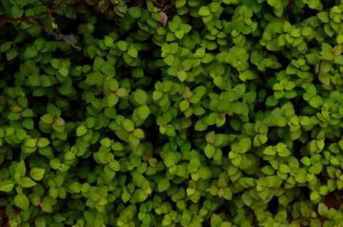 Texture or pattern formed from the top of plants growing evenly on the ground Stock Photos