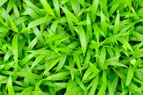 Texture or pattern formed from the top of plants growing evenly on the ground Stock Photos