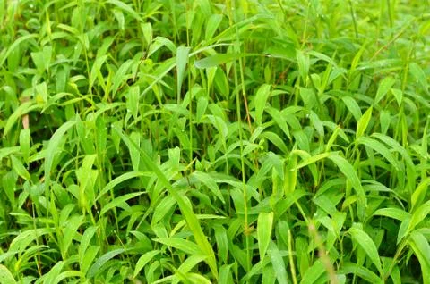 Texture or pattern formed from the top of plants growing evenly on the ground 写真素材
