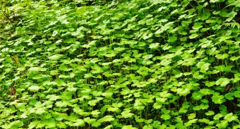 Texture or pattern formed from the top of plants growing evenly on the ground Foto stock