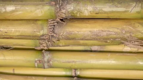 Texture or Pattern of a Sugarcane Stack Foto stock