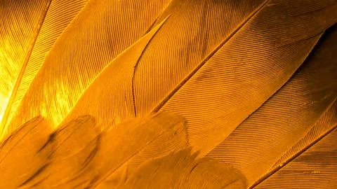 Texture of orange bird feathers Stock Photos