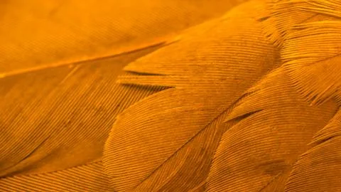 Texture of orange bird feathers Stock Photos