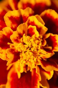 The texture of the orange flowers Stock Photos