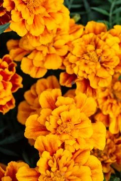 The texture of the orange flowers Stock Photos