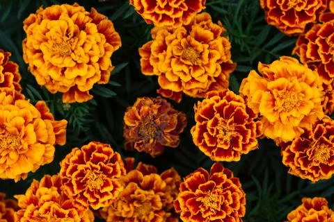 The texture of the orange flowers Stock Photos