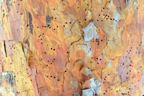 Texture of orange tree bark closeup. A pine trunk that is eaten by termites. Foto stock